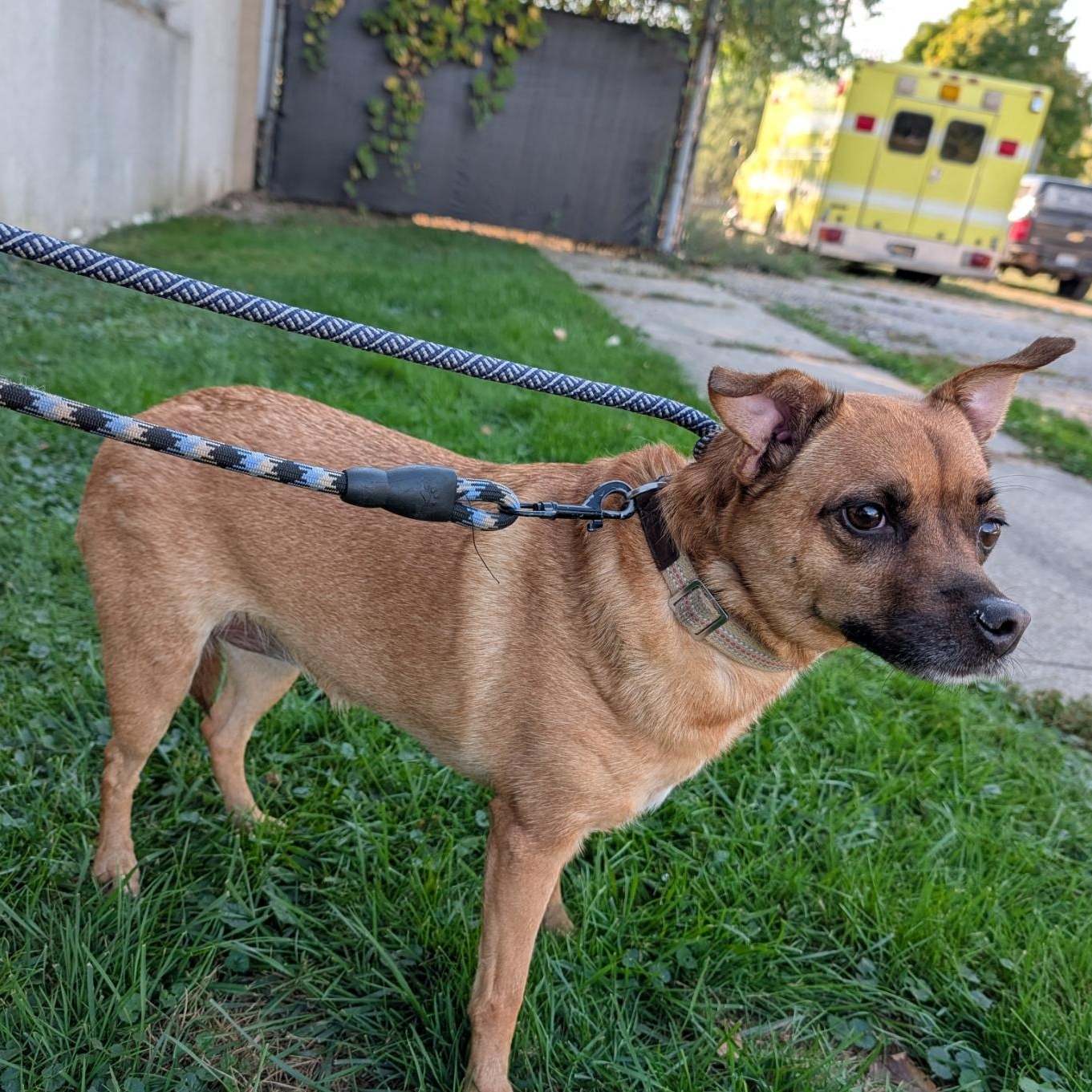 Shelby, Adoptable, Adult Female Rat Terrier & Shetland Sheepdog / Sheltie.