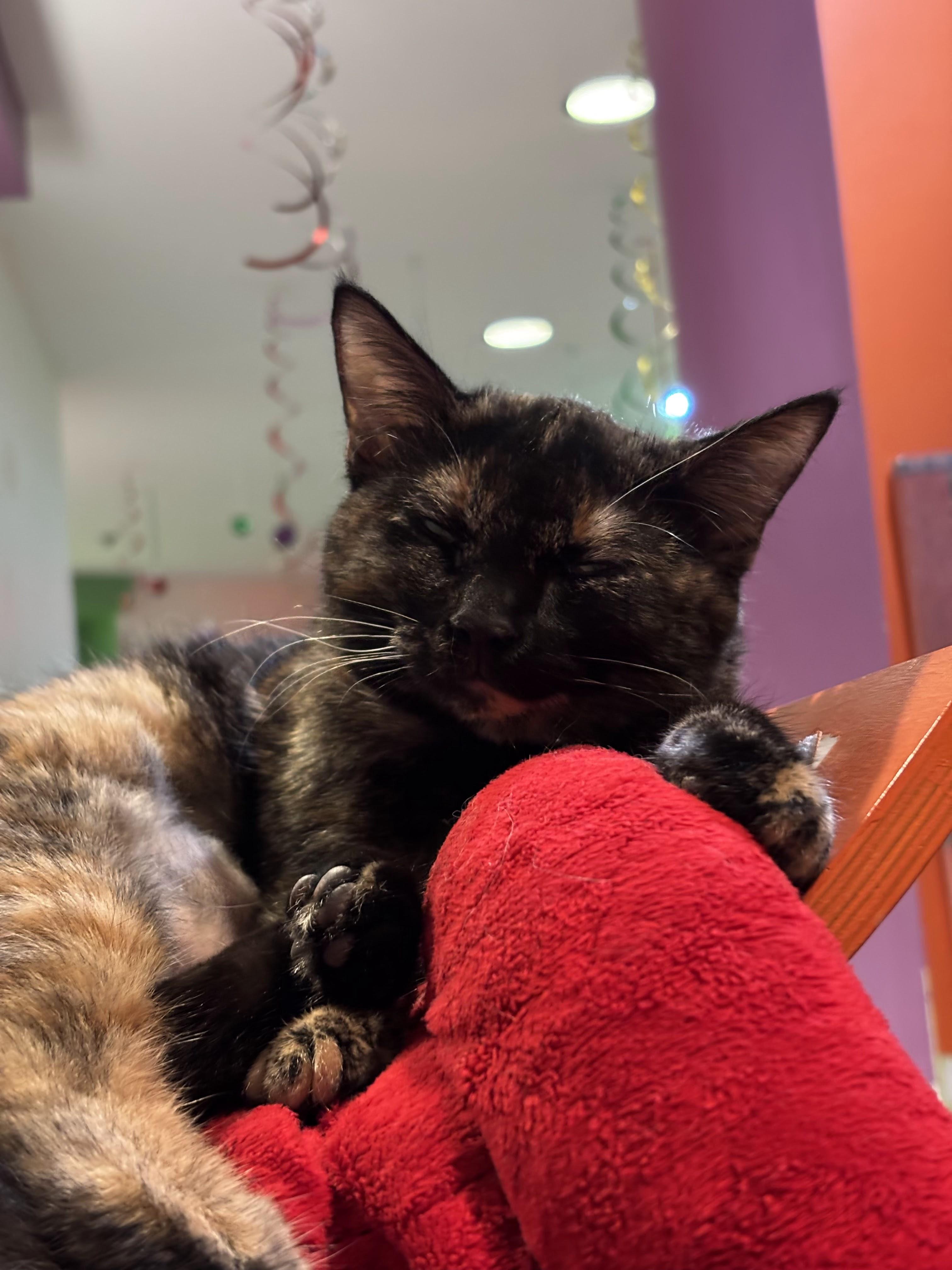 Banana Bread, adopted, Kitten Female Domestic Short Hair.