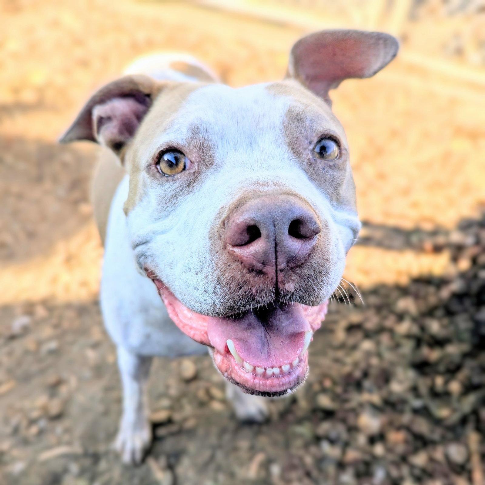 Enlarge Fae, a Adoptable Pit Bull Terrier in Oakland, CA image 1/3
