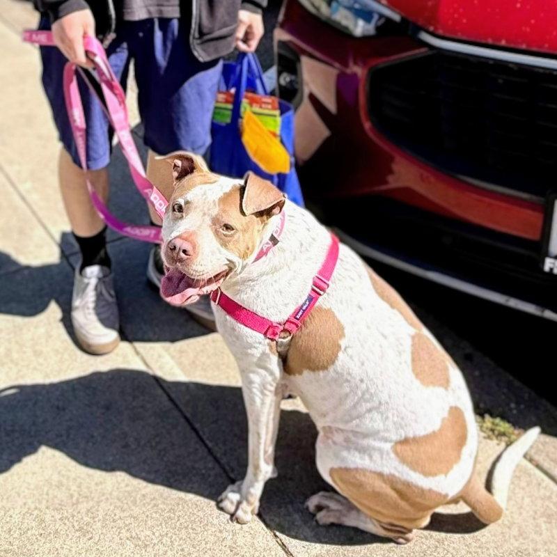 Fae, Adoptable, Senior Female Pit Bull Terrier.