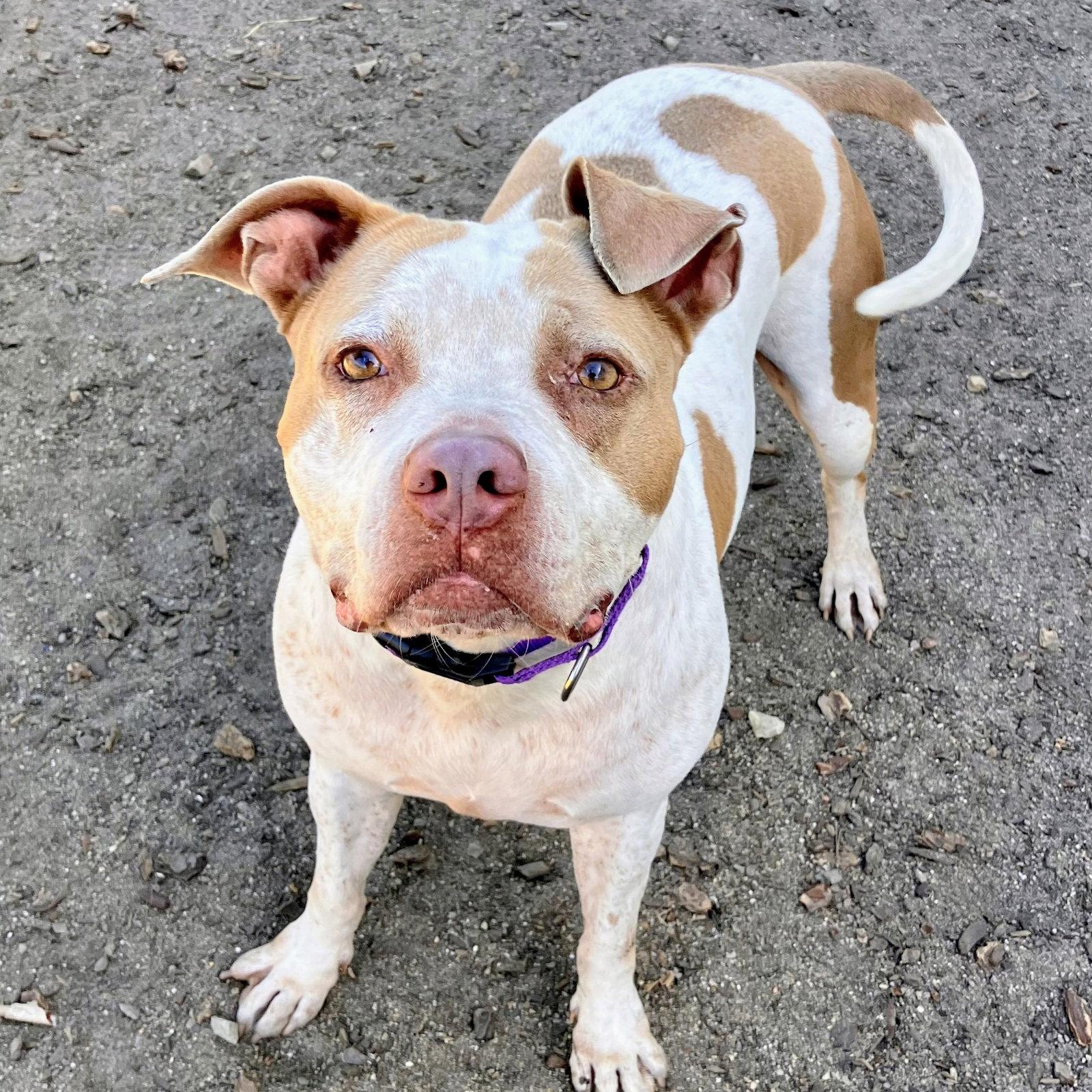 Fae, a Adoptable Pit Bull Terrier in Oakland, CA image 2/3