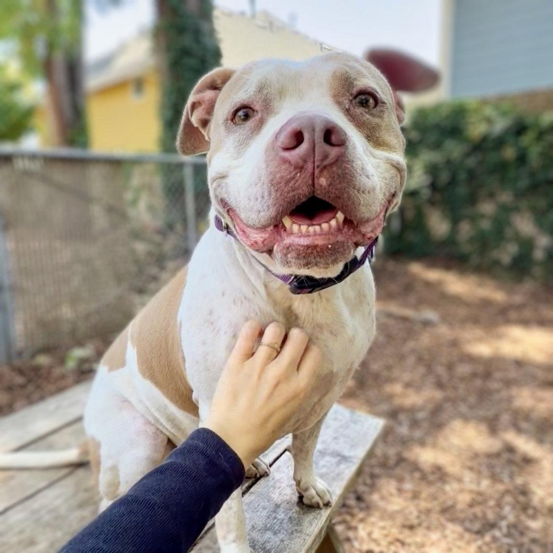 Fae, a Adoptable Pit Bull Terrier in Oakland, CA image 3/3