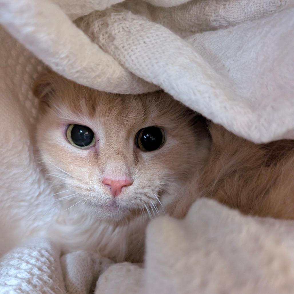 Enlarge Hickory, a Adoptable Domestic Long Hair in Brookfield, WI image 1/1