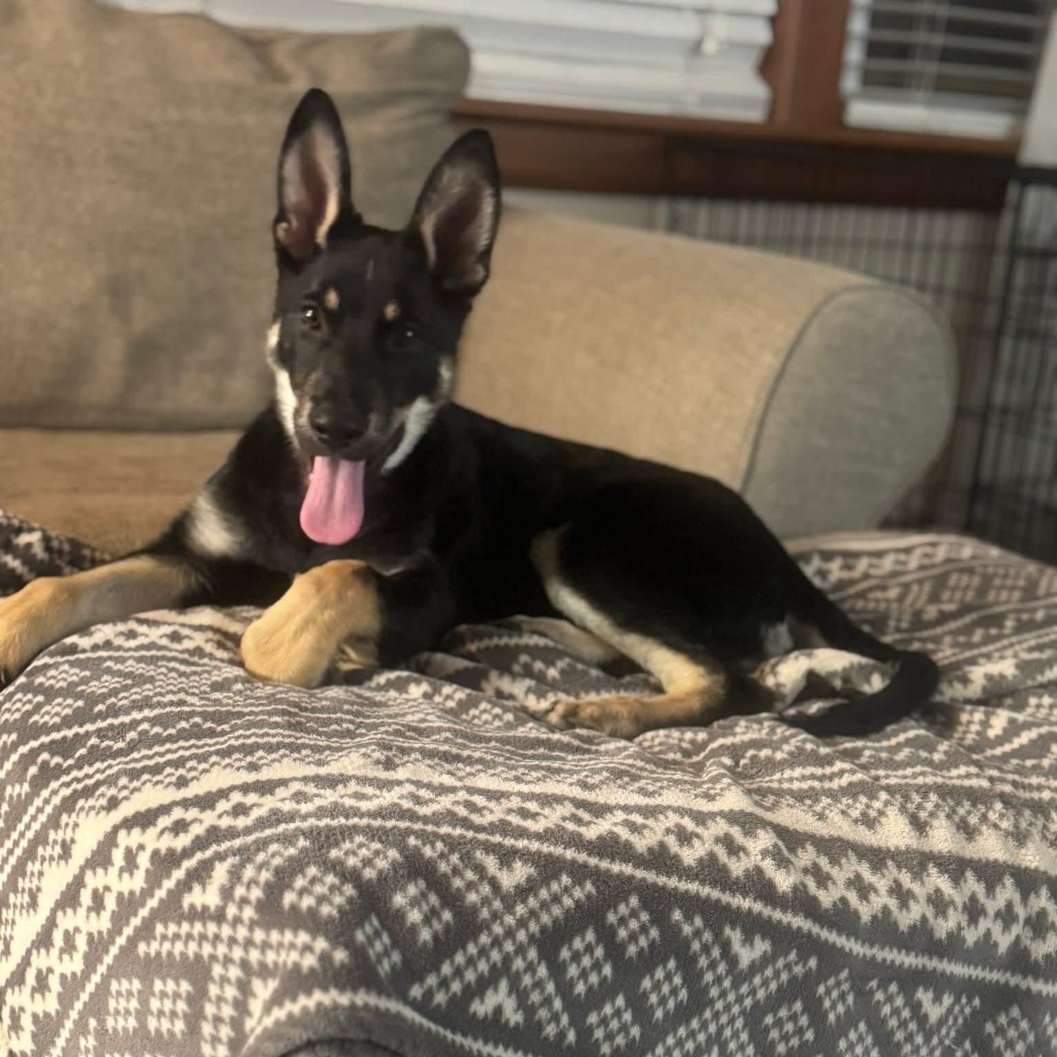 Enlarge Grizz, a ADOPTABLE mixed breed in Portsmouth, VA image 3/6