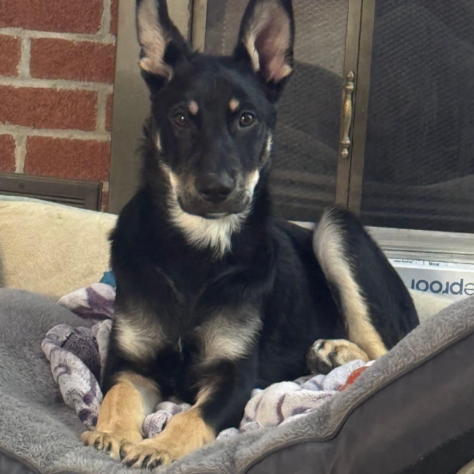 Grizz, ADOPTABLE, Puppy Male Shepherd.