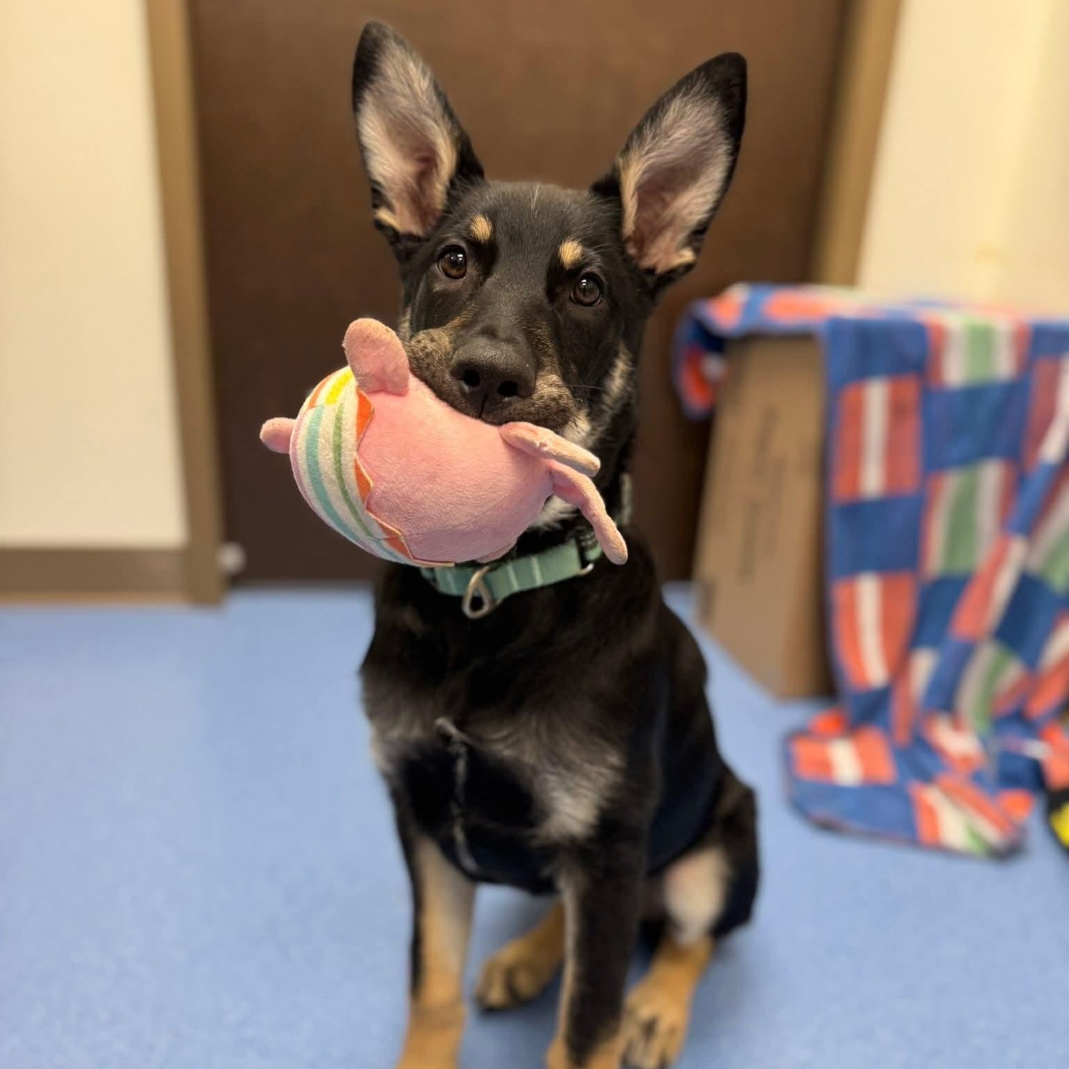Enlarge Grizz, a ADOPTABLE mixed breed in Portsmouth, VA image 5/6
