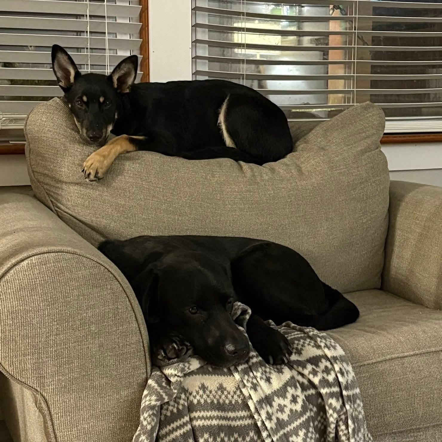 Enlarge Grizz, a ADOPTABLE mixed breed in Portsmouth, VA image 4/6