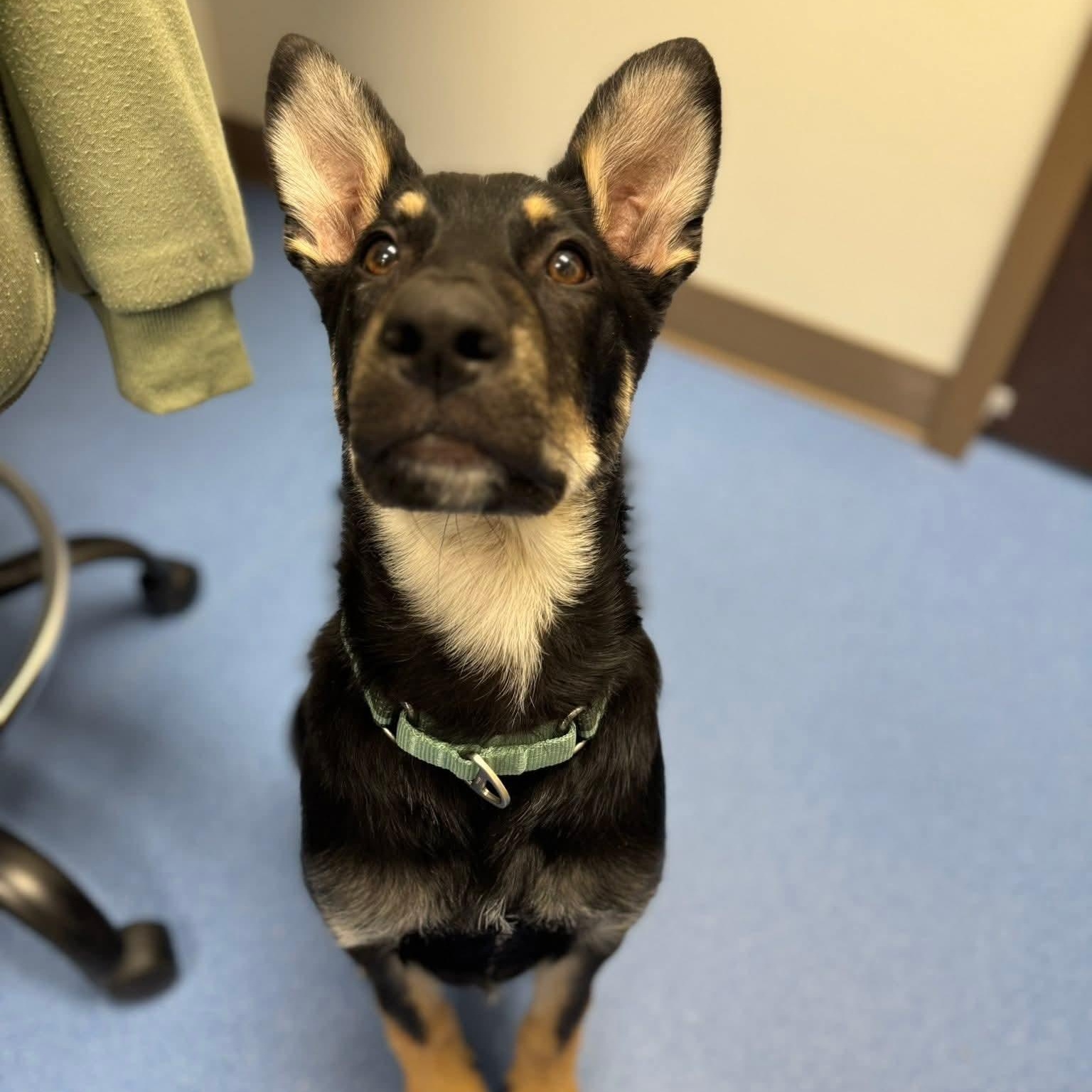 Enlarge Grizz, a ADOPTABLE mixed breed in Portsmouth, VA image 6/6
