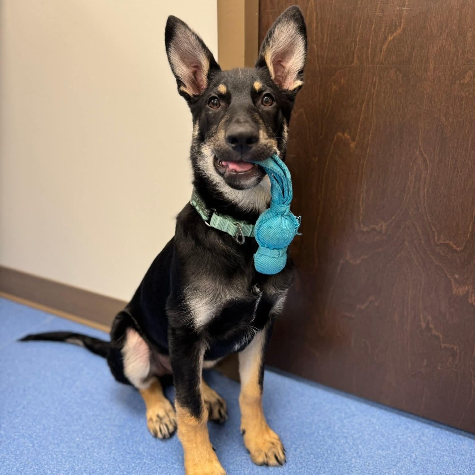 Enlarge Grizz, a ADOPTABLE mixed breed in Portsmouth, VA image 2/6