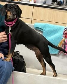 Enlarge Candy, a Adoptable mixed breed in Warren, NJ image 2/4