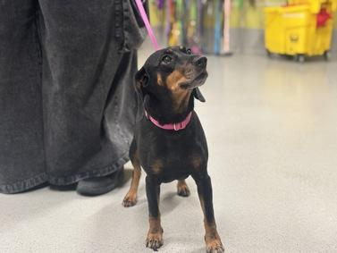 Enlarge Candy, a Adoptable mixed breed in Warren, NJ image 3/4