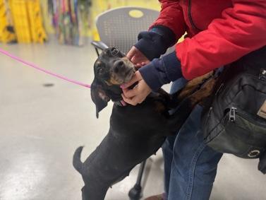 Enlarge Candy, a Adoptable mixed breed in Warren, NJ image 4/4