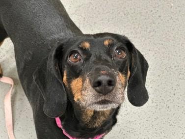 Enlarge Candy, a Adoptable mixed breed in Warren, NJ image 1/4