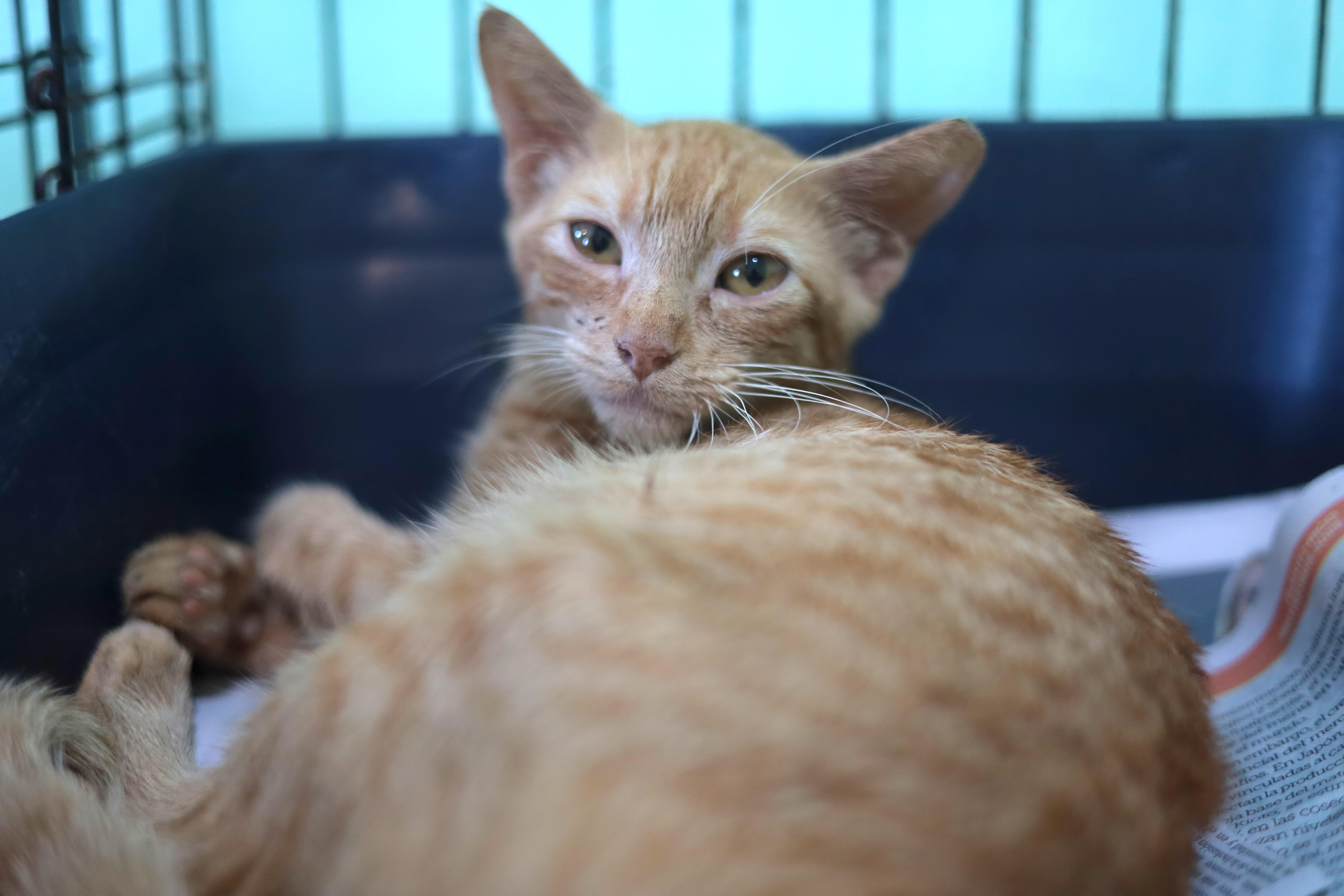 Dino, a Adoptable Domestic Short Hair in San Juan, PR image 2/4