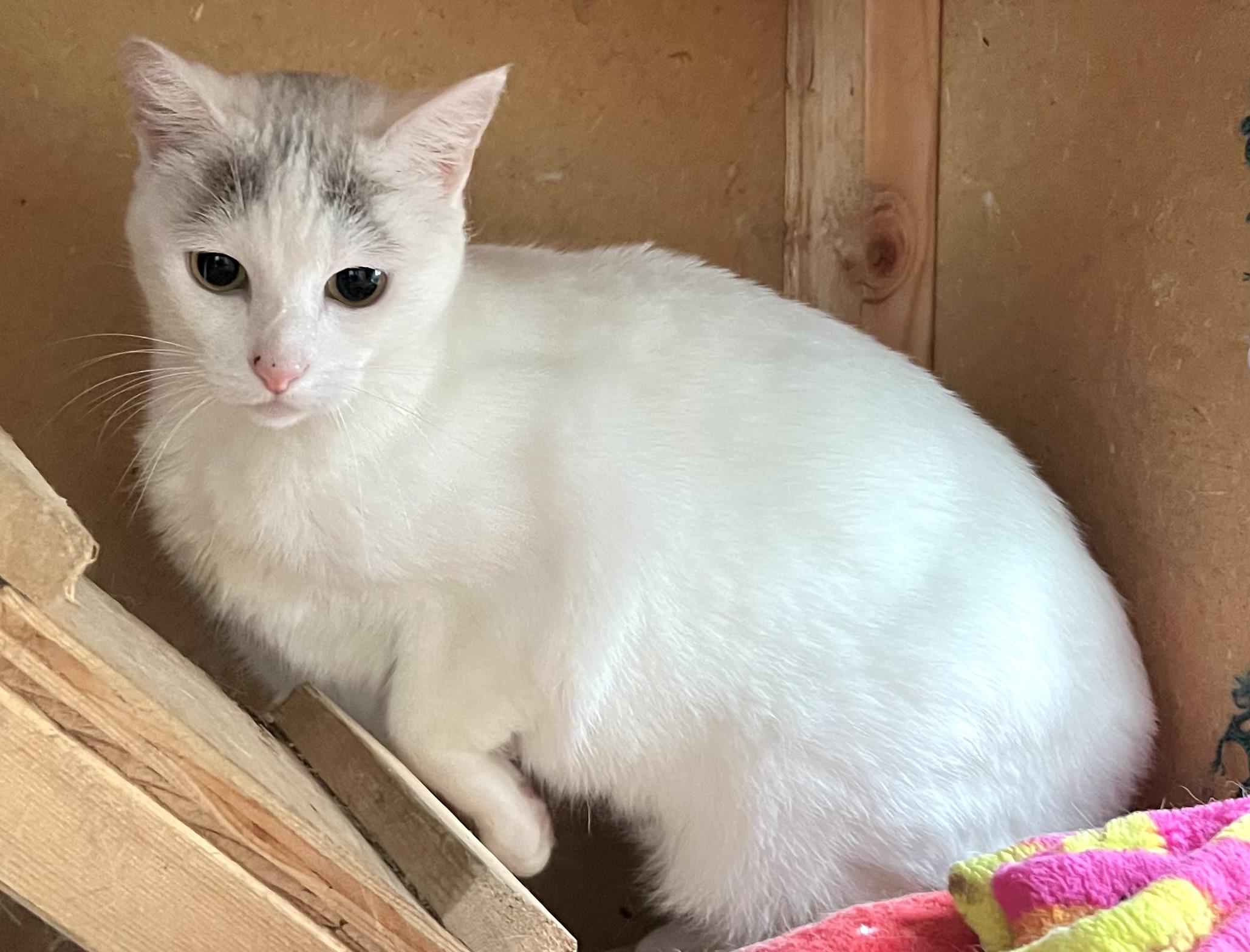 z (Courtesy Listing) Angela, Adoptable, Young Female Domestic Short Hair.