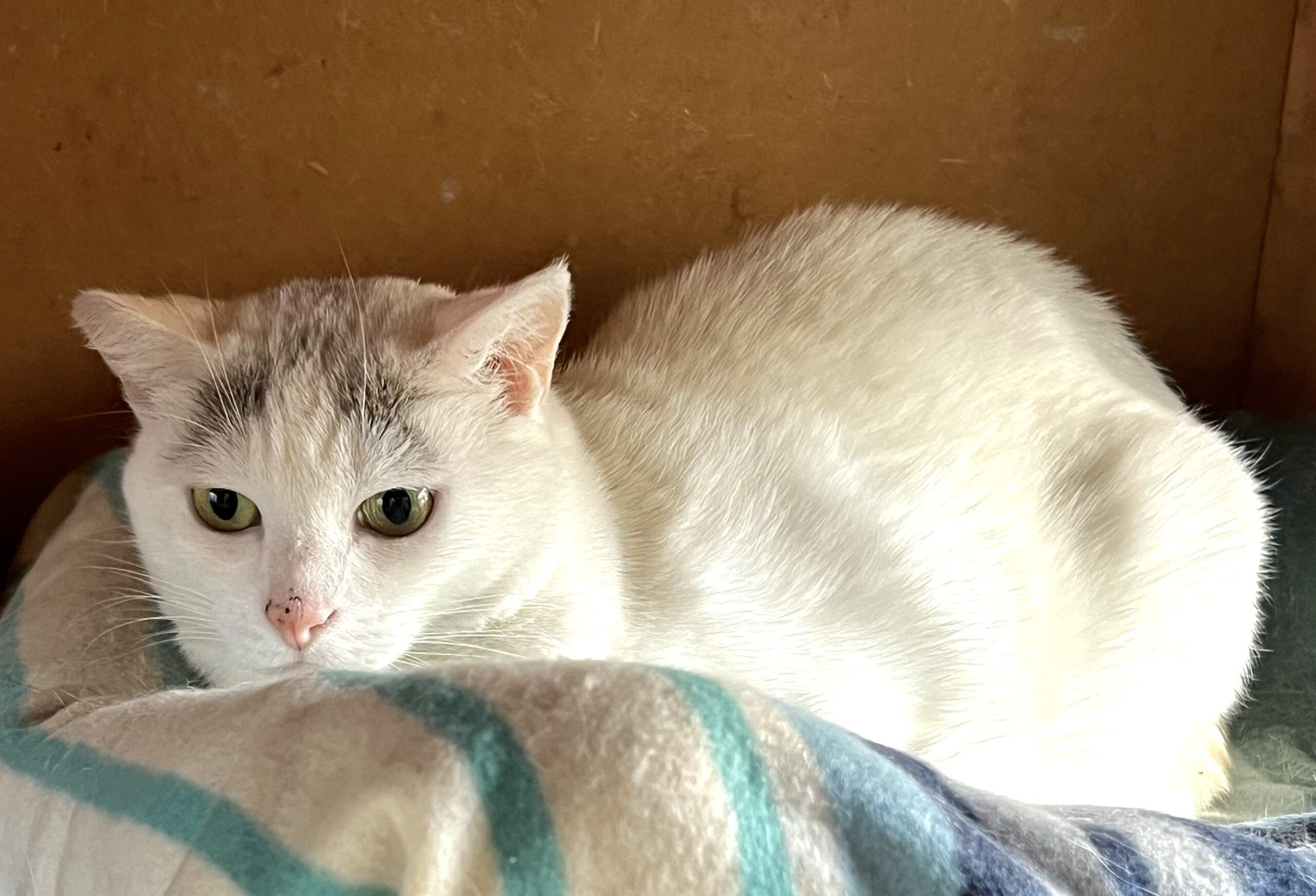 z (Courtesy Listing) Angela, Adoptable, Young Female Domestic Short Hair.