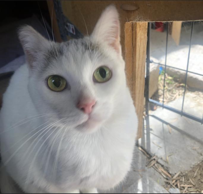 z (Courtesy Listing) Angela, a Adoptable mixed breed in Encinitas, CA image 3/4