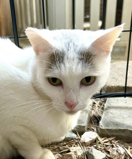 z (Courtesy Listing) Angela, a Adoptable mixed breed in Encinitas, CA image 4/4