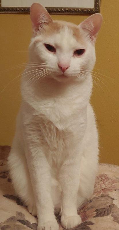 MONTECOR, Adoptable, Adult Male Domestic Short Hair.
