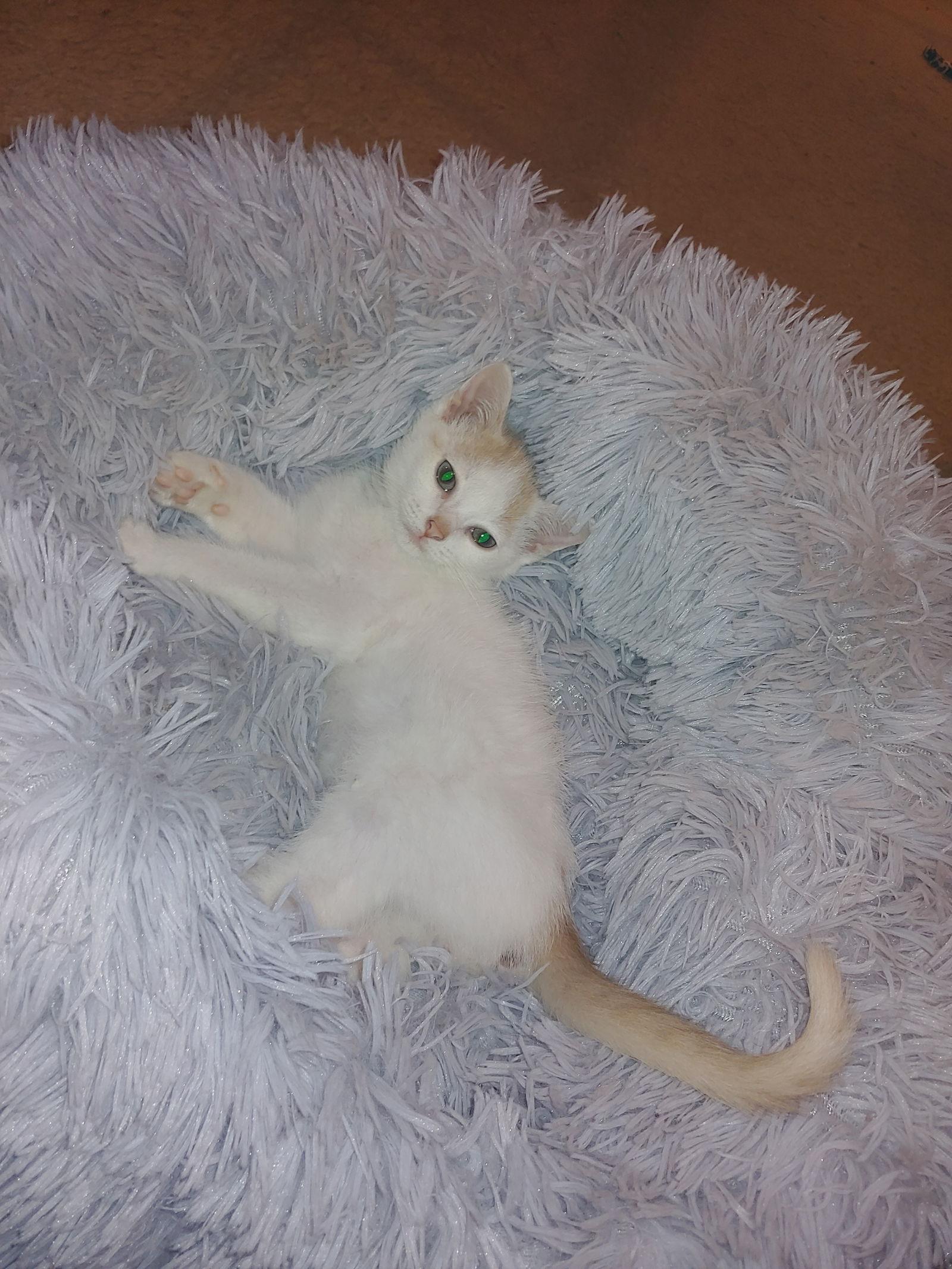 MONTECOR, Adoptable, Adult Male Domestic Short Hair.