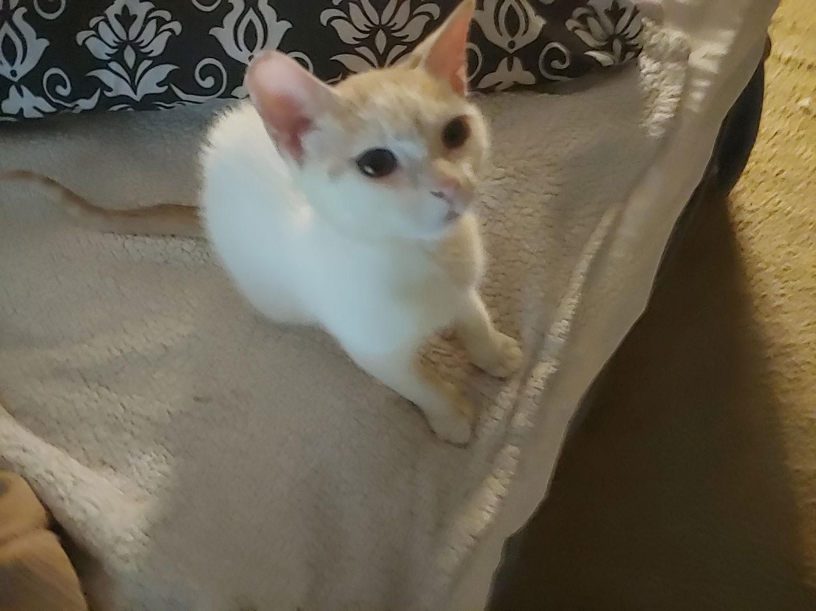 Enlarge MONTECOR, a Adoptable Domestic Short Hair in Cypress, TX image 2/6