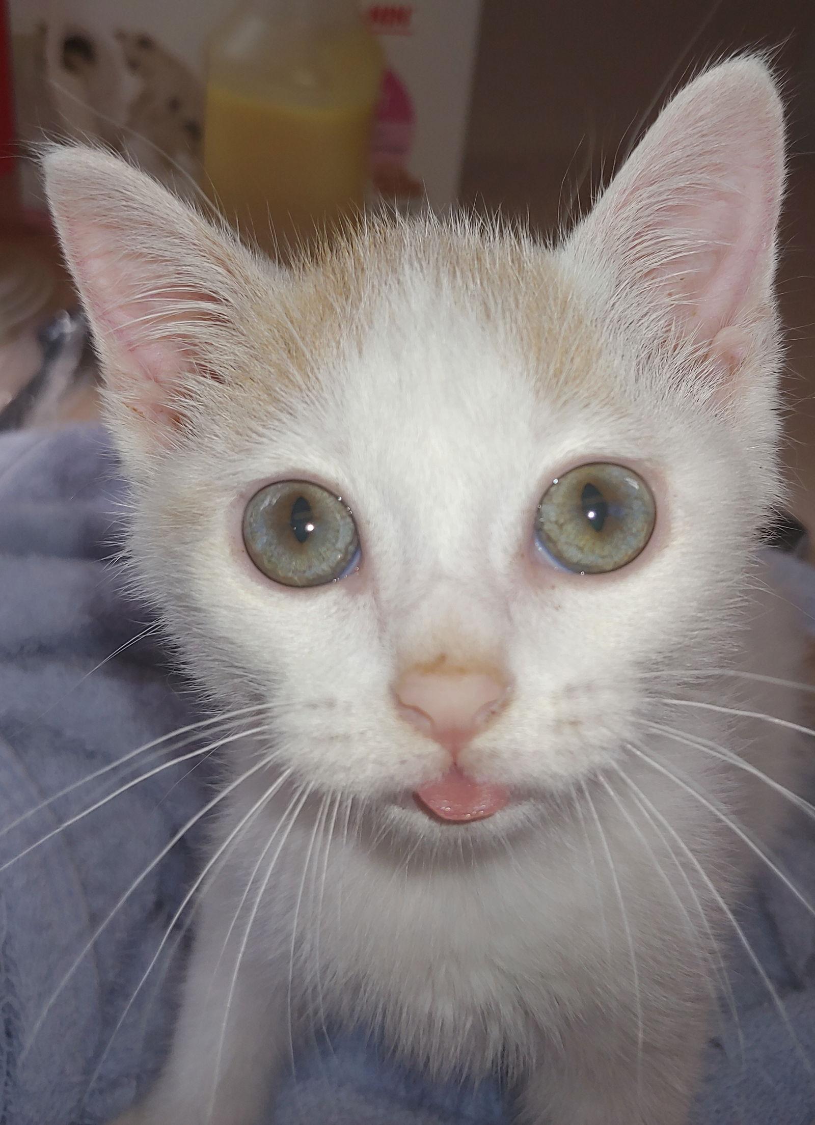 Enlarge MONTECOR, a Adoptable Domestic Short Hair in Cypress, TX image 3/3