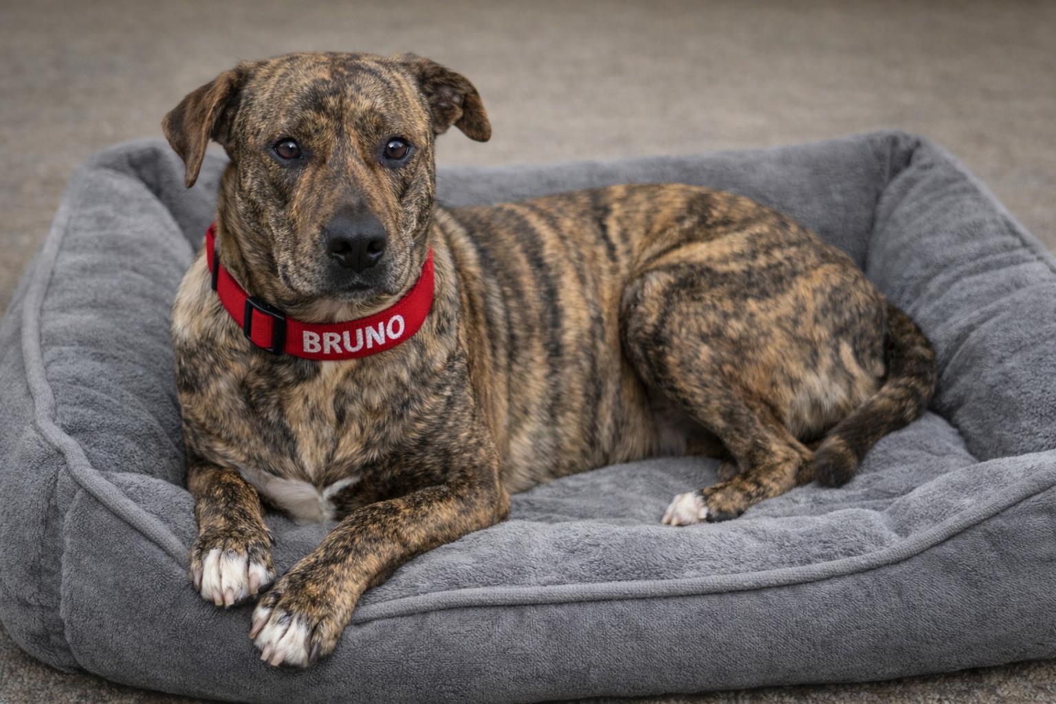 Enlarge Bruno Boy, a Adoptable mixed breed in Brattleboro, VT image 1/6
