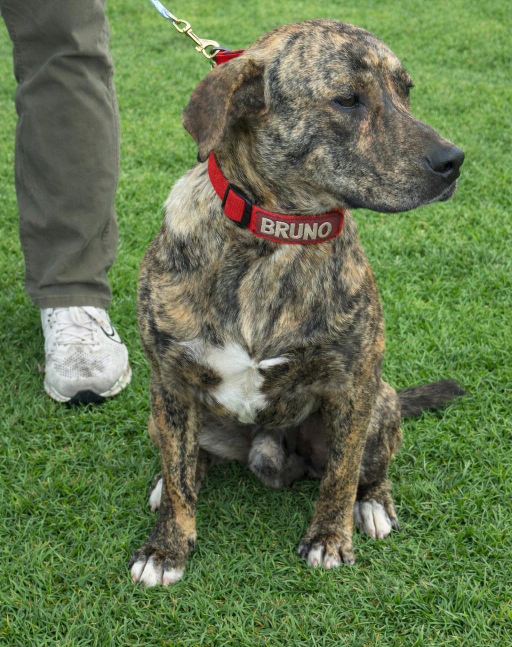 Enlarge Bruno Boy, a Adoptable mixed breed in Brattleboro, VT image 4/6
