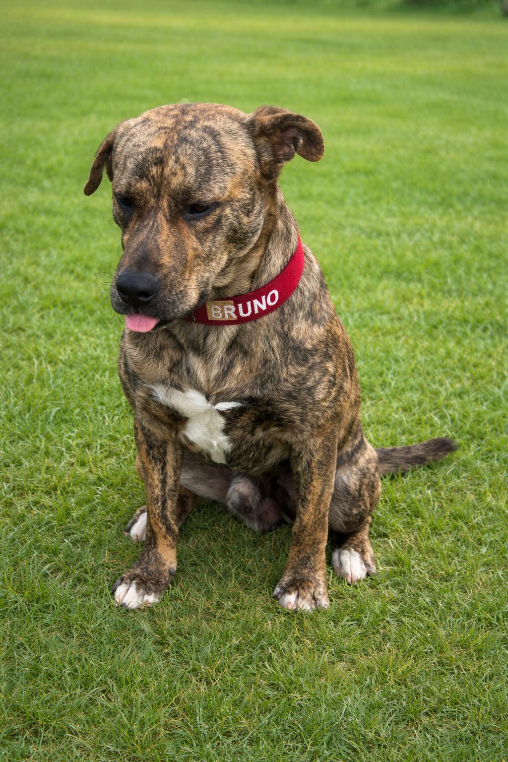 Enlarge Bruno Boy, a Adoptable mixed breed in Brattleboro, VT image 6/6