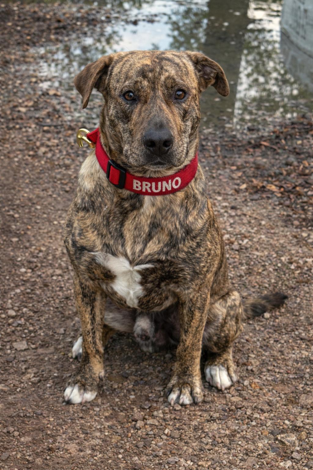Enlarge Bruno Boy, a Adoptable mixed breed in Brattleboro, VT image 2/6