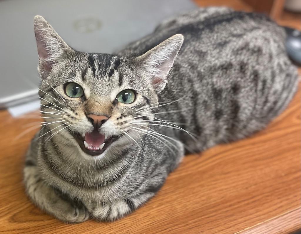 Dash, Adoptable, Adult Male Domestic Short Hair.