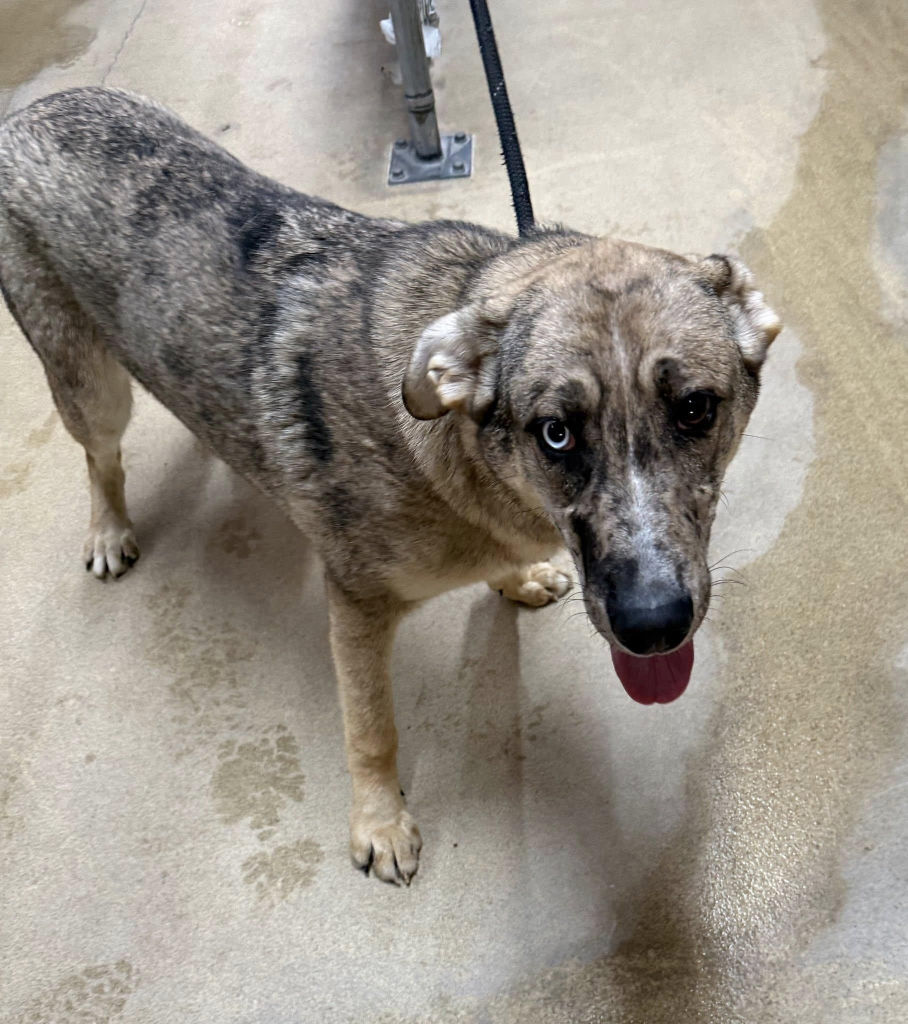 Malfoy, ADOPTABLE, Puppy Male German Shepherd Dog.