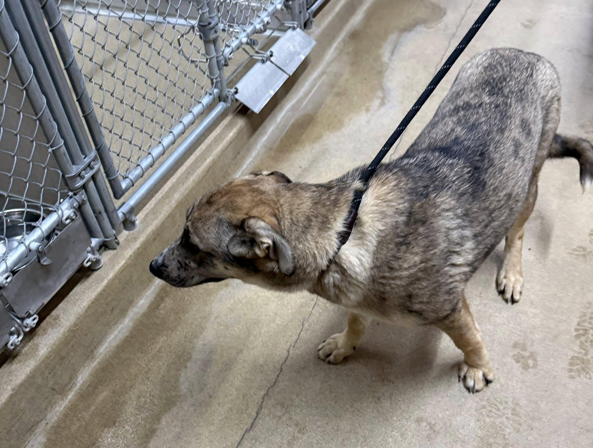 Enlarge Malfoy, a ADOPTABLE mixed breed in Rawlins, WY image 2/3