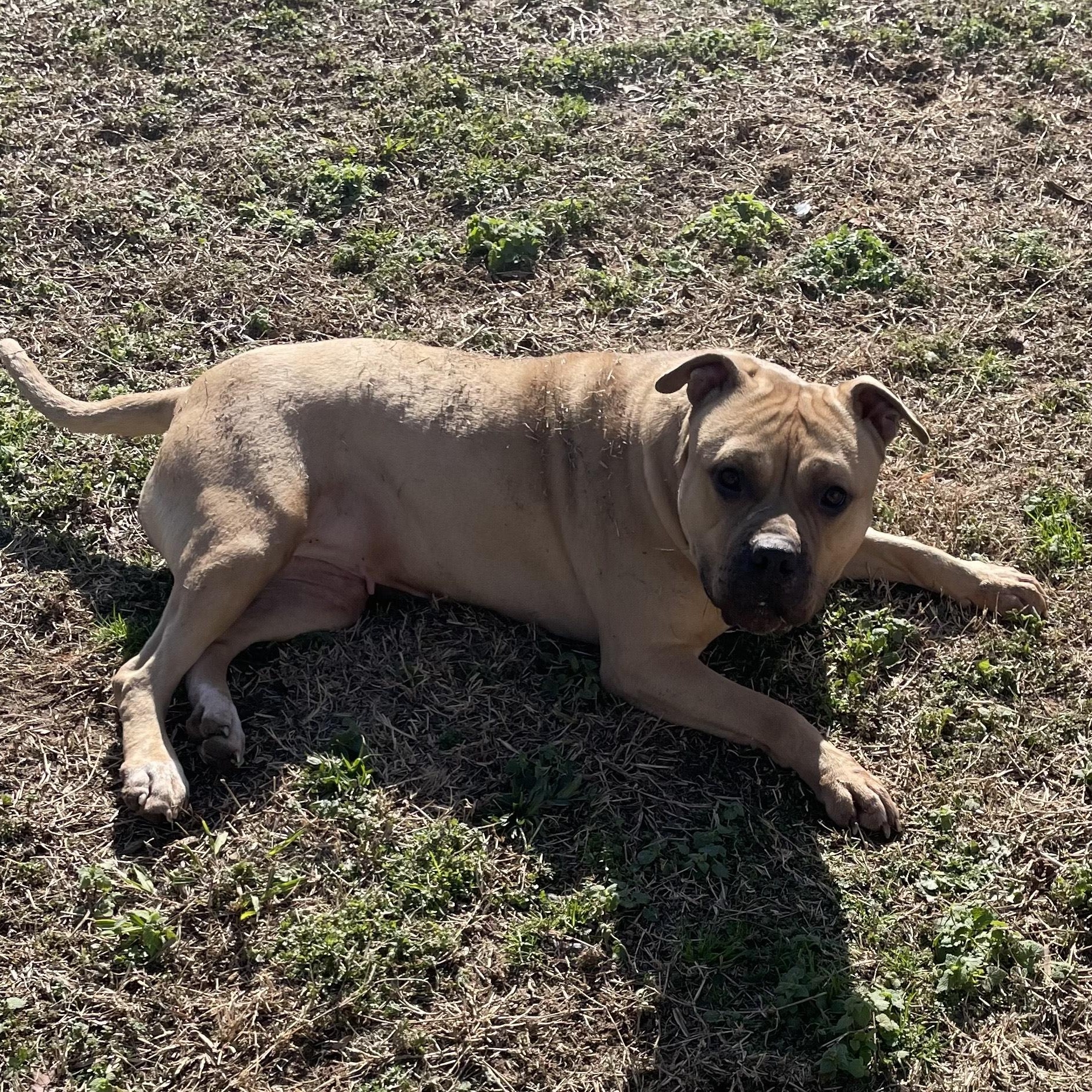 Millie  ~~ PRIVATE ADOPTION THROUGH OWNER photo 6