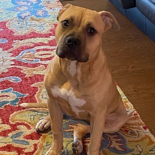 Millie  ~~ PRIVATE ADOPTION THROUGH OWNER, Young Female American Bully
