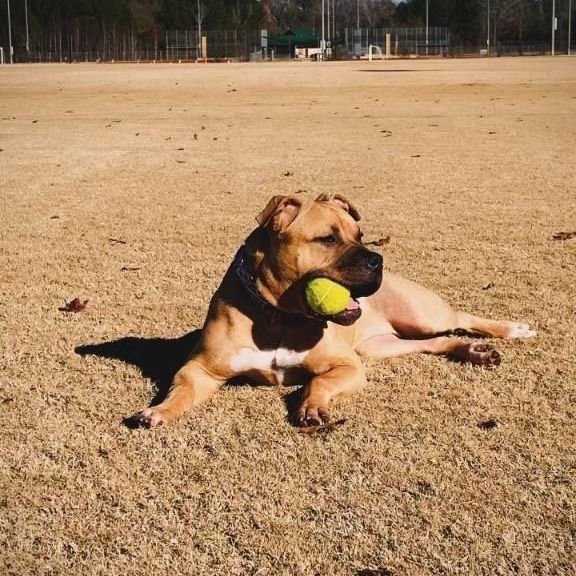 Millie  ~~ PRIVATE ADOPTION THROUGH OWNER photo 3