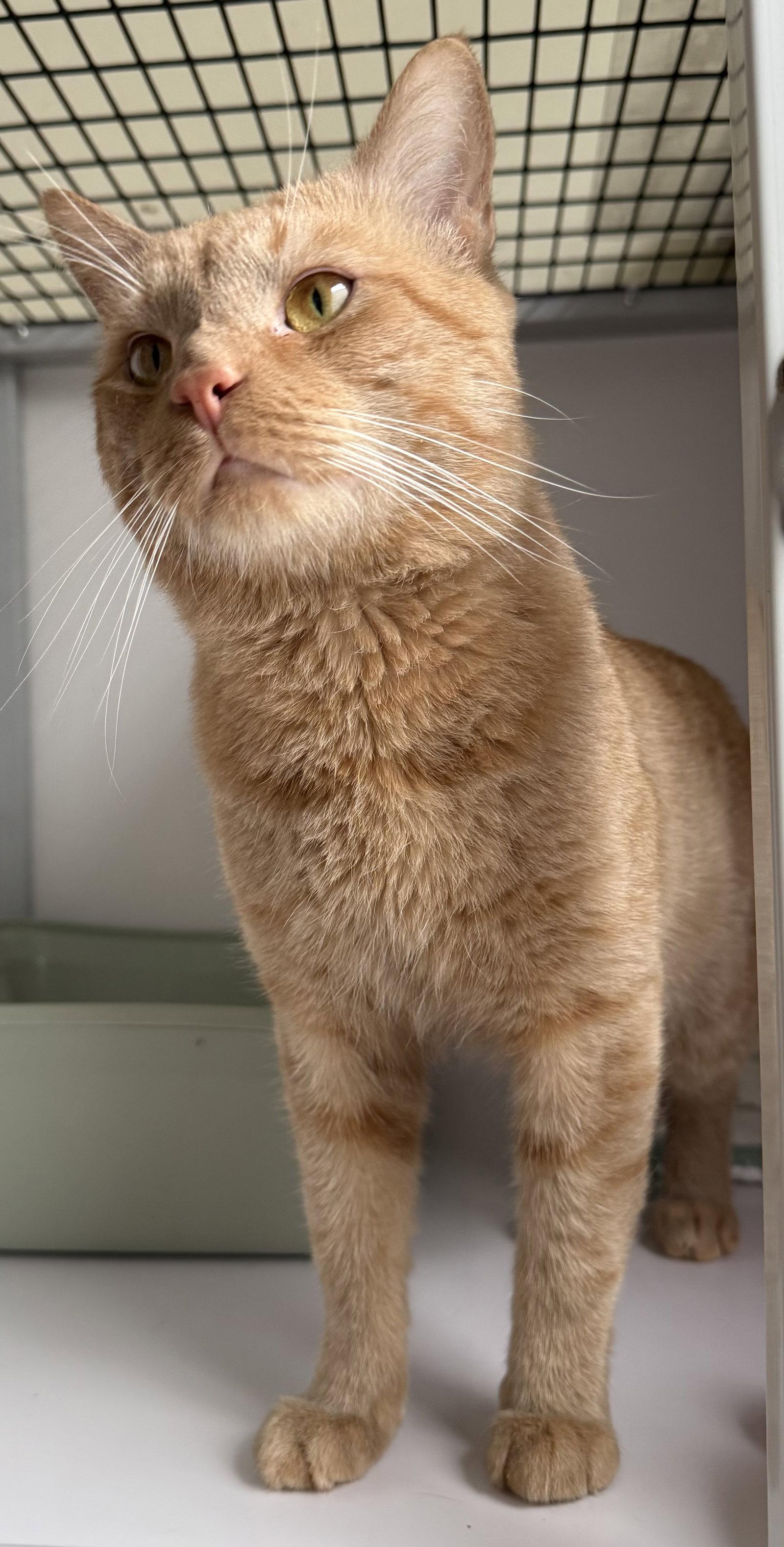 Simba, Adoptable, Young Male Domestic Short Hair.