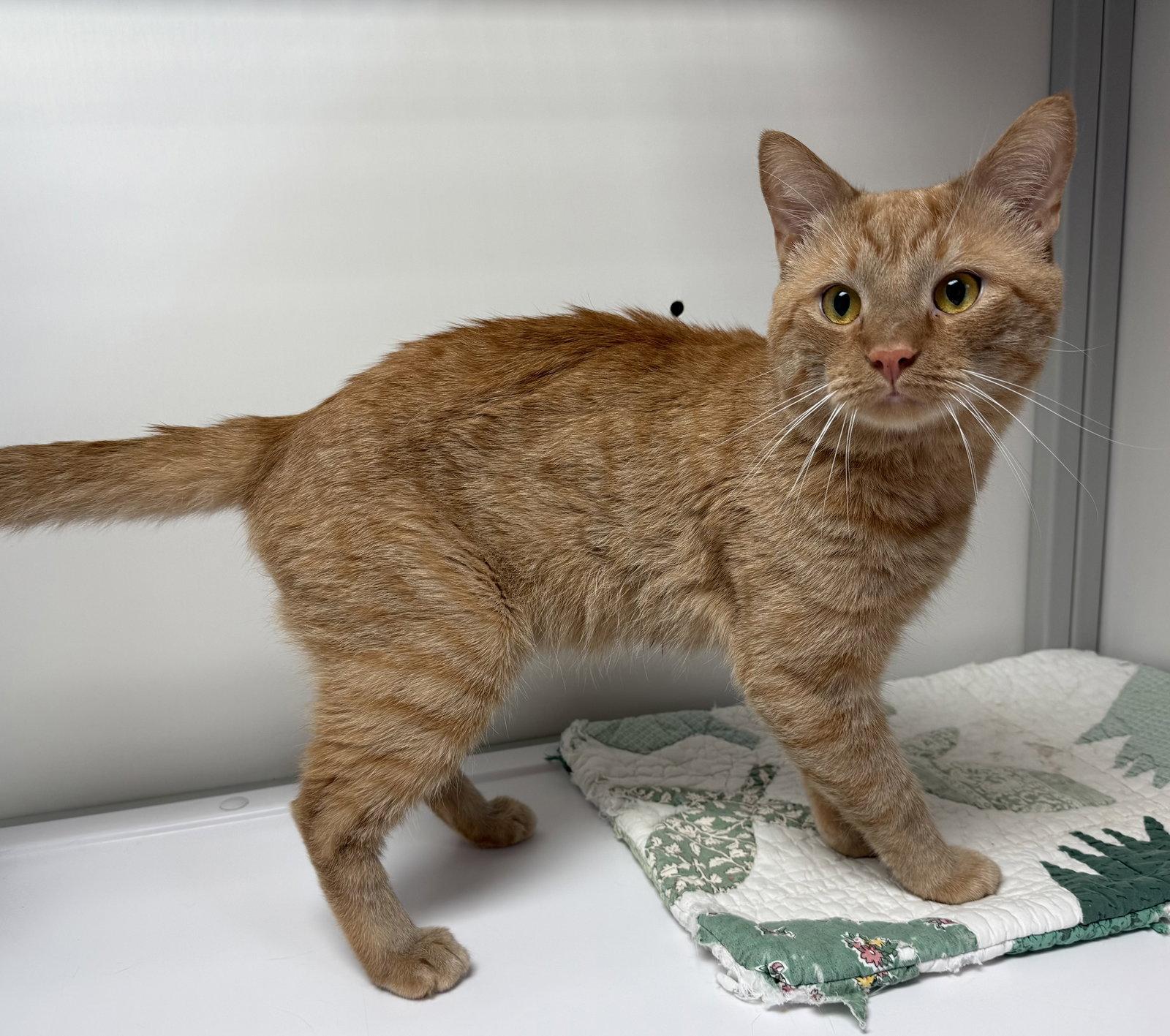Simba, a Adoptable Domestic Short Hair in Alexandria, VA image 2/3