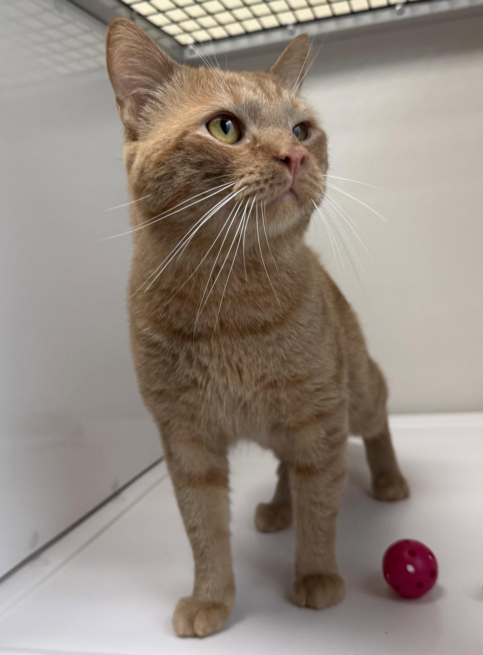 Simba, a Adoptable Domestic Short Hair in Alexandria, VA image 3/3