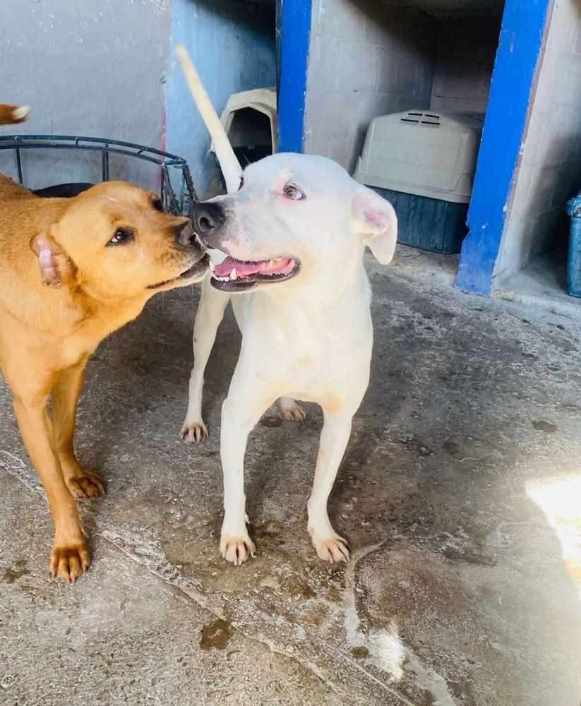 Jimmy, a Adoptable mixed breed in San Francisco, CA image 1/4