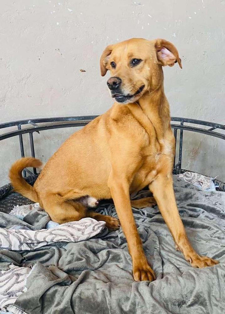 Jimmy, a Adoptable mixed breed in San Francisco, CA image 3/4