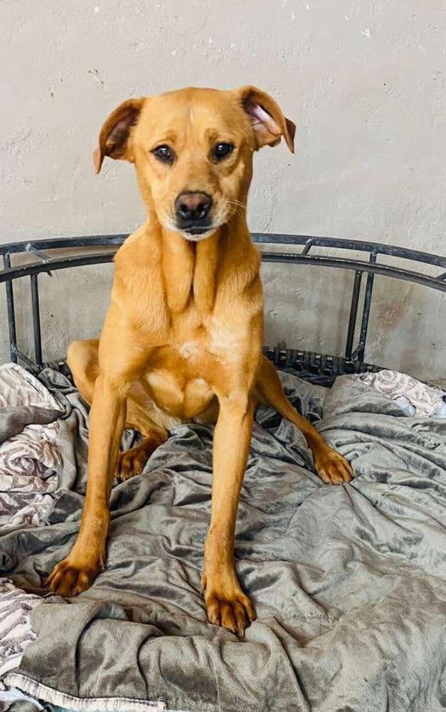 Jimmy, a Adoptable mixed breed in San Francisco, CA image 4/4