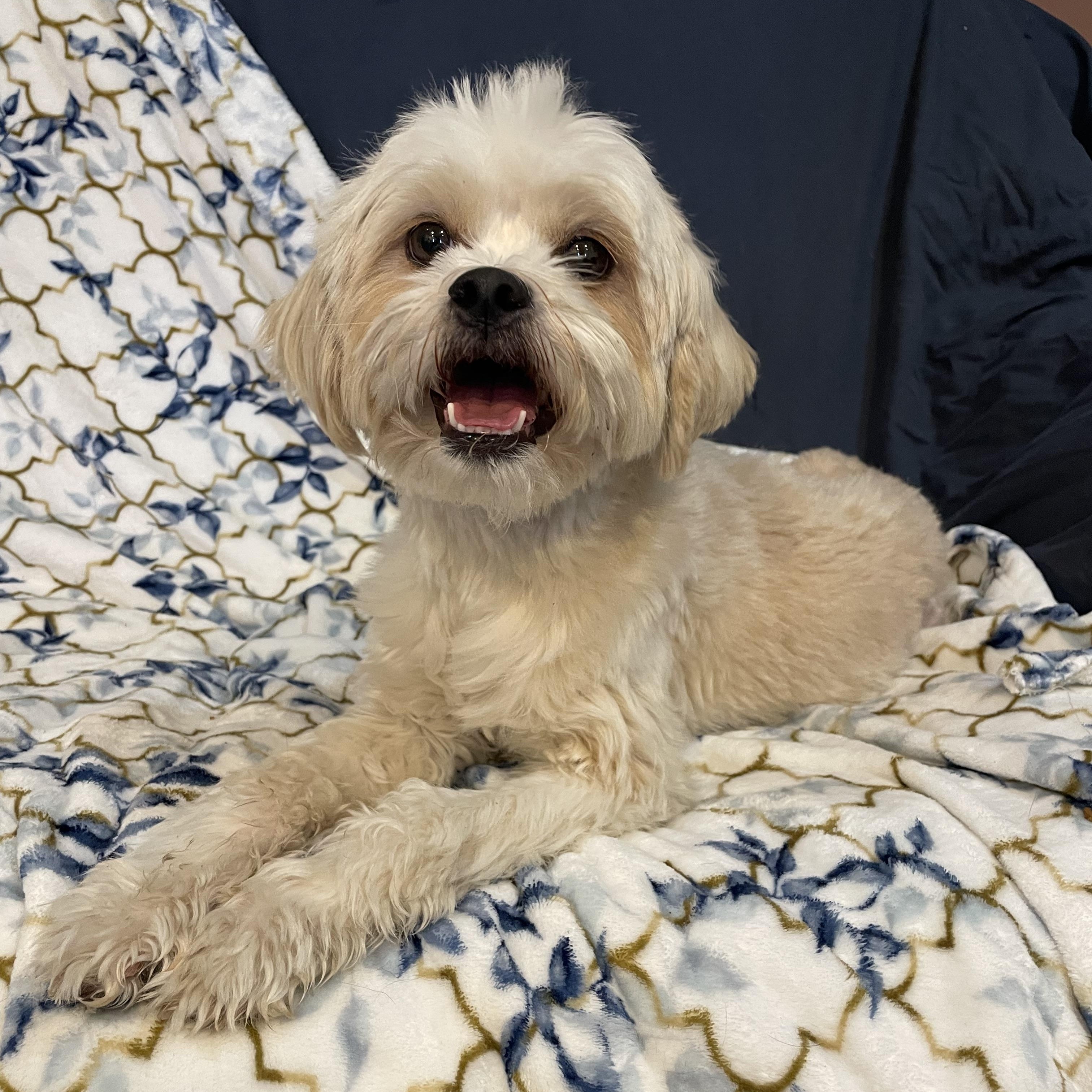 Enlarge Chloe , a ADOPTABLE Maltipoo in Phoenix, AZ image 2/4