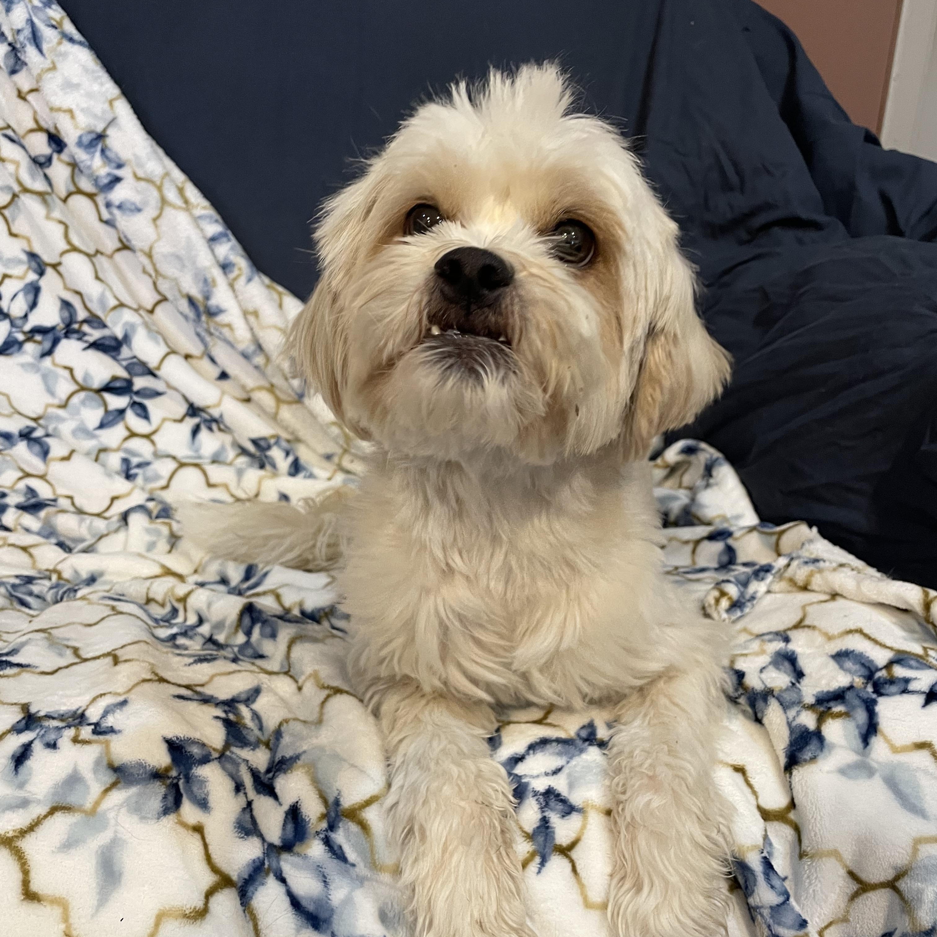 Enlarge Chloe , a ADOPTABLE Maltipoo in Phoenix, AZ image 3/4