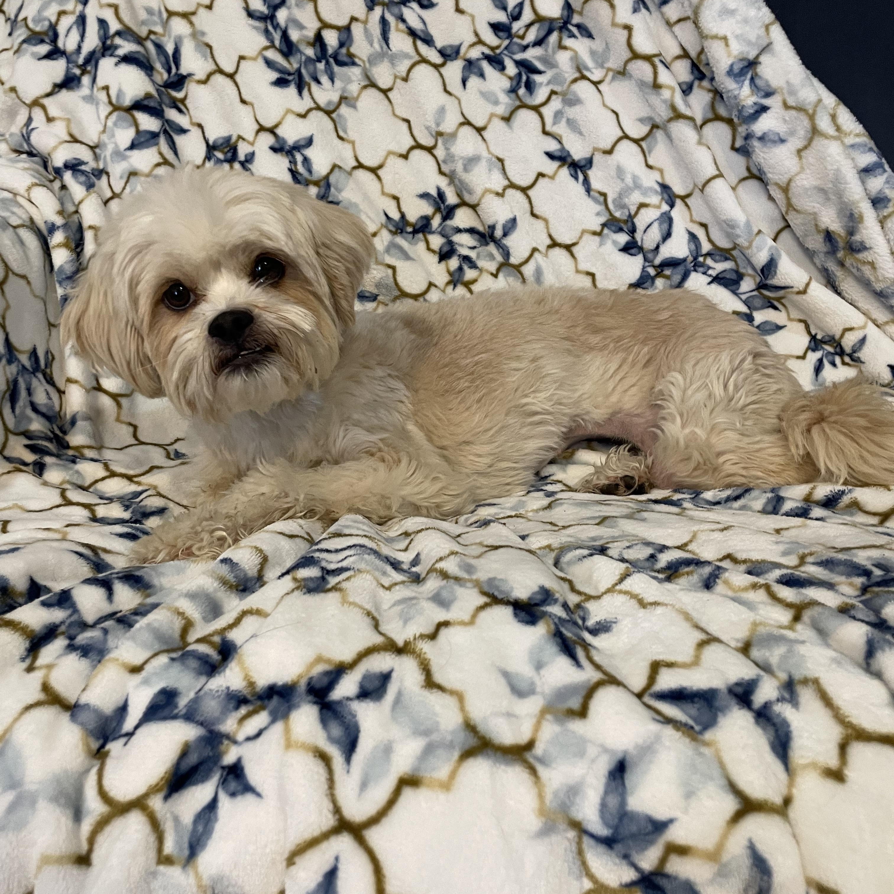 Chloe , ADOPTABLE, Adult Female Maltipoo.