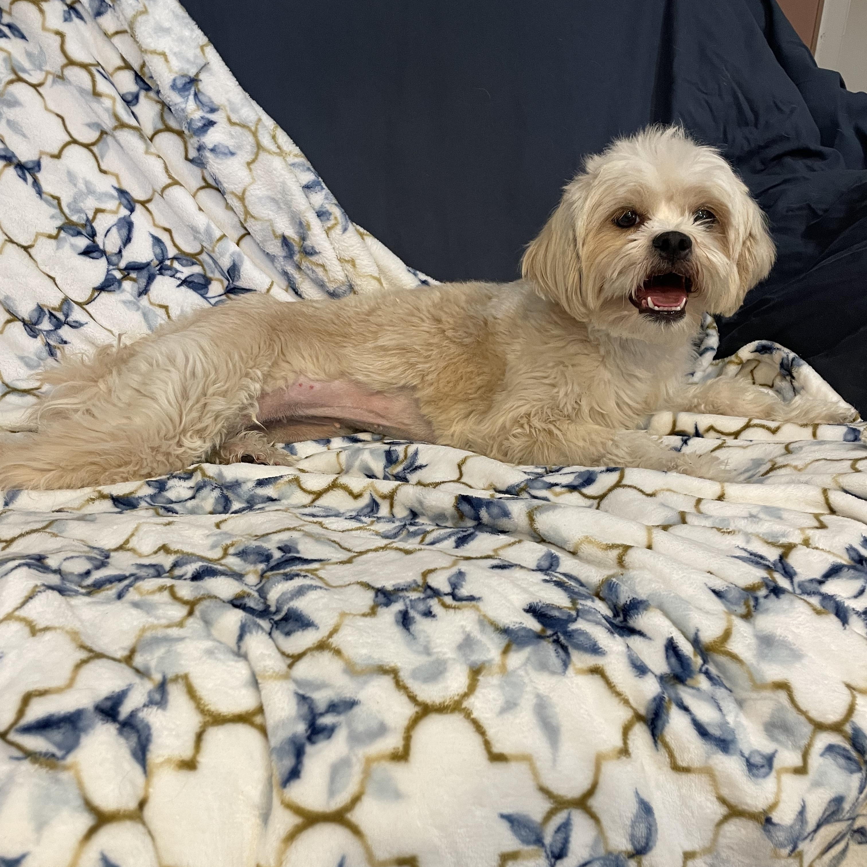 Enlarge Chloe , a ADOPTABLE Maltipoo in Phoenix, AZ image 4/4