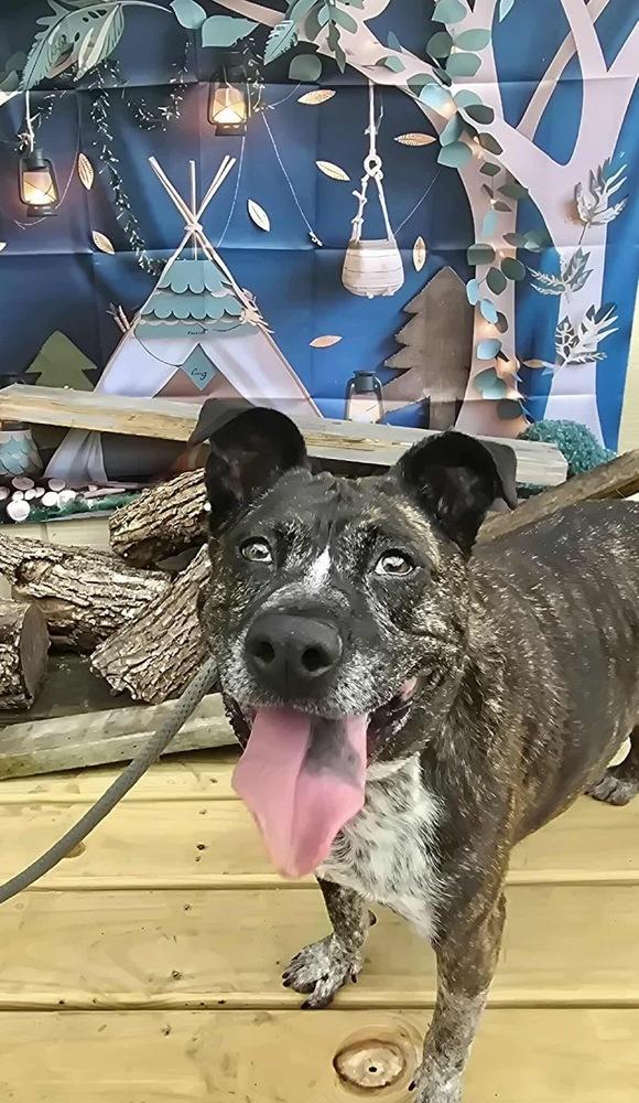 Charlotte, a Adoptable mixed breed in Rockland, WI image 1/6