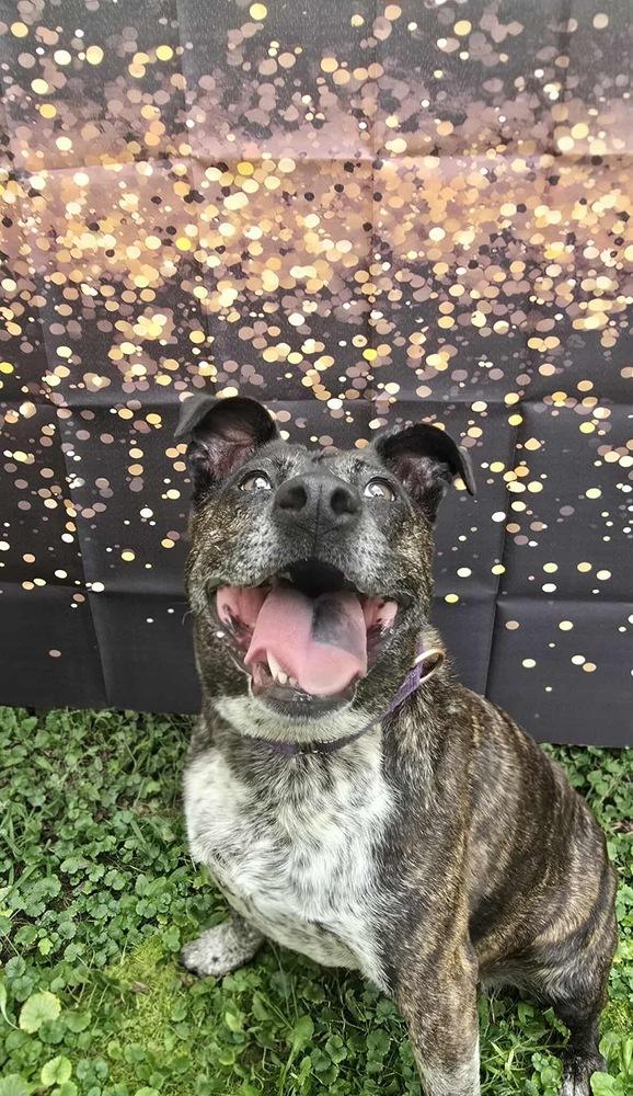 Charlotte, a Adoptable mixed breed in Rockland, WI image 2/6