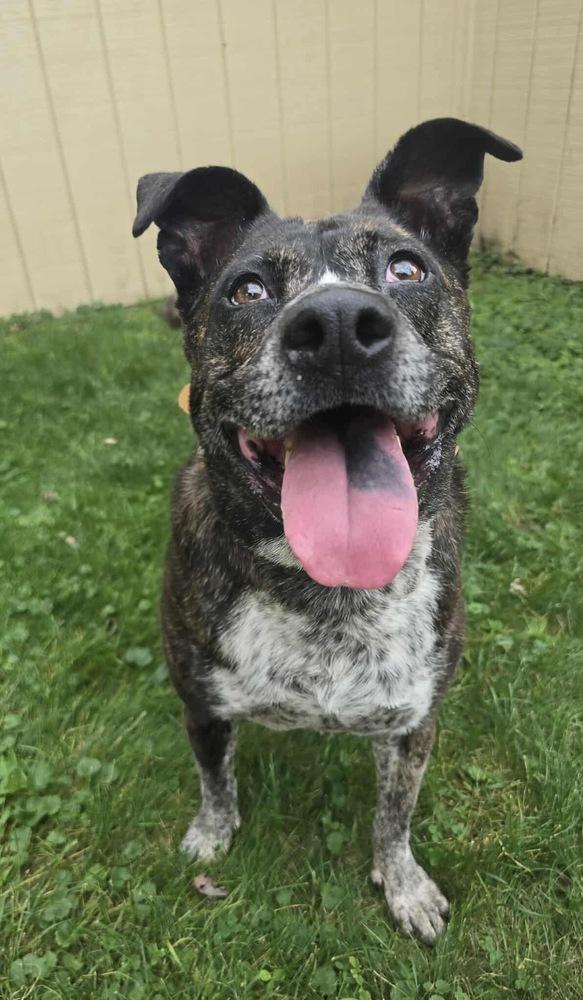 Charlotte, a Adoptable mixed breed in Rockland, WI image 3/6