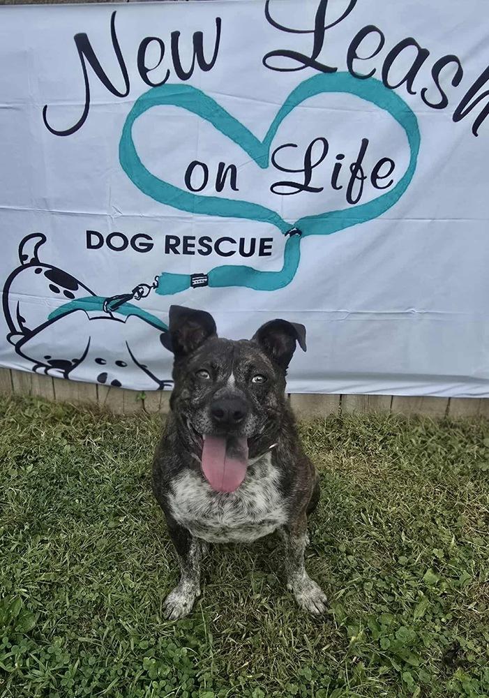 Charlotte, a Adoptable mixed breed in Rockland, WI image 4/6